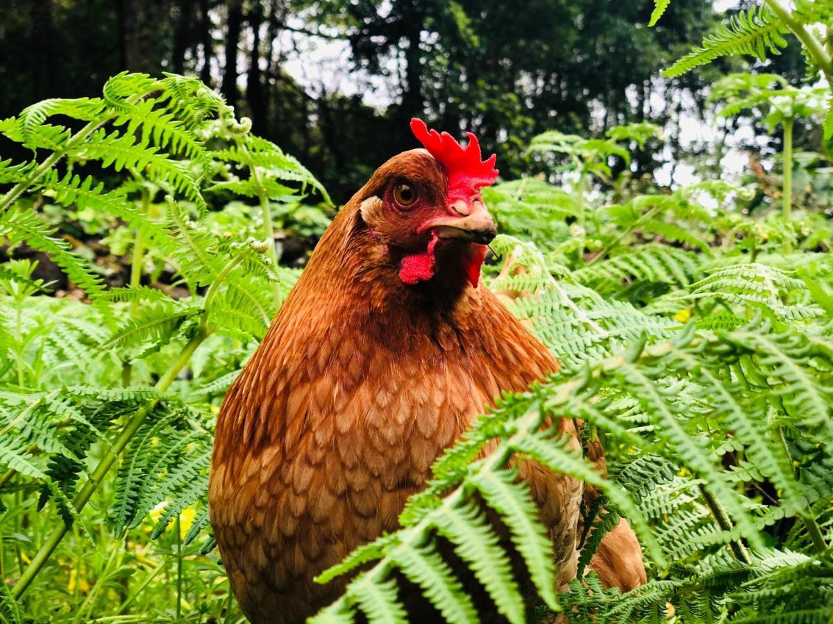 Quinta Pereirinha Farm - A Private 3 Bedroom Vacation Home, Close To Hiking W Ocean Views - Pico Island, Azores เซารอกดูปิโก ภายนอก รูปภาพ